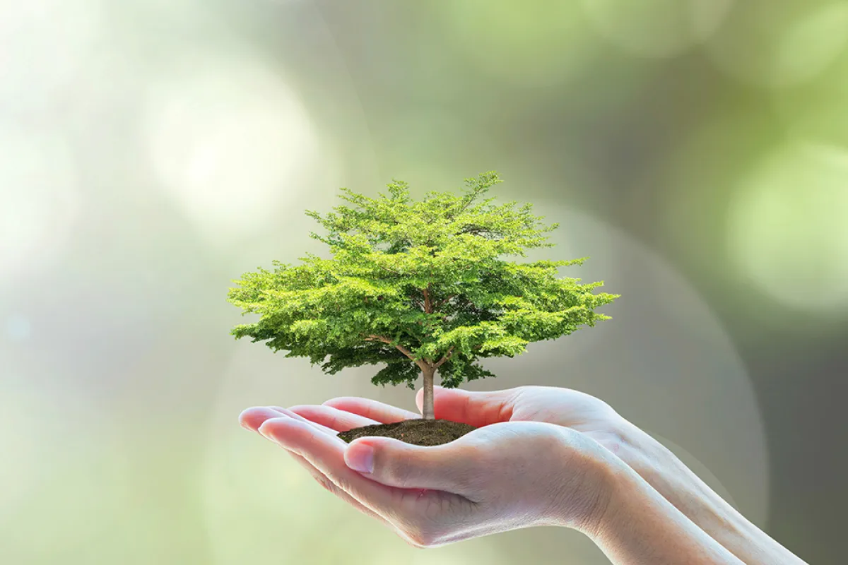 two hands holding a green tree with soil